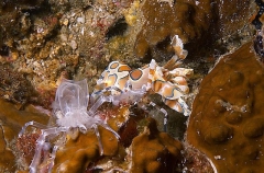 Harlequin Shrimp (Hymenocera elegans) Harlequin Shrimp (Hymenocera elegans)
