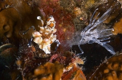 Harlequin Shrimp (Hymenocera elegans) Harlequin Shrimp (Hymenocera elegans)