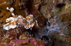 Harlequin Shrimp (Hymenocera elegans) Harlequin Shrimp (Hymenocera elegans)
