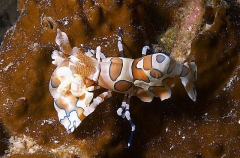 Harlequin Shrimp (Hymenocera elegans) Harlequin Shrimp (Hymenocera elegans)