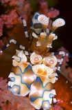 Harlequin Shrimp (Hymenocera elegans) Harlequin Shrimp (Hymenocera elegans)