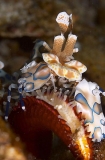 Harlequin Shrimp (Hymenocera elegans) Harlequin Shrimp (Hymenocera elegans)