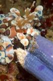 Harlequin Shrimp (Hymenocera elegans) Harlequin Shrimp (Hymenocera elegans)