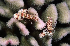 Harlequin Shrimp (Hymenocera picta) Harlequin Shrimp (Hymenocera picta)
