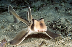 Port Jackson Shark (Heterodontus portusjacksoni)
