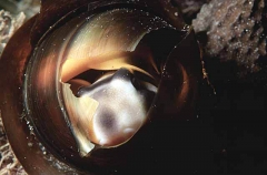 Port Jackson Shark (Heterodontus portusjacksoni) Port Jackson Shark (Heterodontus portusjacksoni)