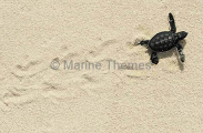 Green Turtle (Chelonia mydas) Green Turtle (Chelonia mydas)