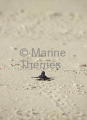 Green Turtle (Chelonia mydas) Green Turtle (Chelonia mydas)