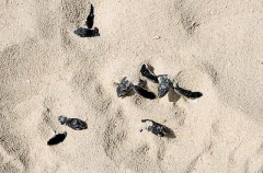 Green Turtles (Chelonia mydas) Green Turtles (Chelonia mydas)