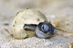 Green Turtle (Chelonia mydas) Green Turtle (Chelonia mydas)