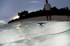 Green Turtle (Chelonia mydas) Green Turtle (Chelonia mydas)