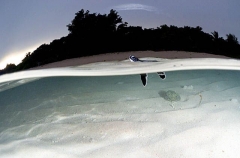 Green Turtle (Chelonia mydas) Green Turtle (Chelonia mydas)