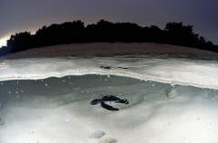 Green Turtle (Chelonia mydas) Green Turtle (Chelonia mydas)