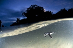 Green Turtle (Chelonia mydas) Green Turtle (Chelonia mydas)