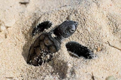 Green Turtle (Chelonia mydas) Green Turtle (Chelonia mydas)