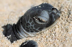 Green Turtle (Chelonia mydas) Green Turtle (Chelonia mydas)