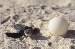 Green Turtle (Chelonia mydas) Green Turtle (Chelonia mydas)