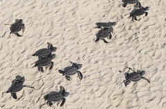 Green Turtle (Chelonia mydas) Green Turtle (Chelonia mydas)