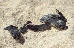 Green Turtles (Chelonia mydas) Green Turtles (Chelonia mydas)