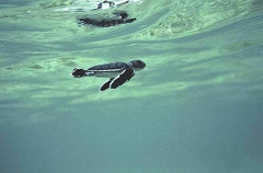 Green Turtle (Chelonia mydas) Green Turtle (Chelonia mydas)