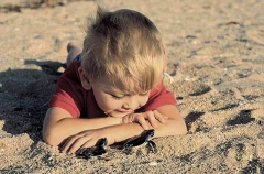 Green Turtle (Chelonia mydas) Green Turtle (Chelonia mydas)