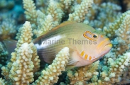 Arc-eye Hawkfish (Paracirrhites arcatus) Arc-eye Hawkfish (Paracirrhites arcatus)