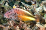 Blackside Hawkfish (Paracirrhites forsteri) Blackside Hawkfish (Paracirrhites forsteri)