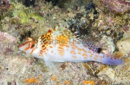 Dwarf Hawfish (Cirrhitichthys falco) Dwarf Hawfish (Cirrhitichthys falco)