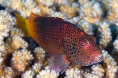 Blackside Hawkfish (Paracirrhites forsteri) Blackside Hawkfish (Paracirrhites forsteri)