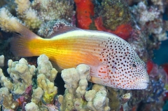 Blackside Hawkfish (Paracirrhites forsteri) Blackside Hawkfish (Paracirrhites forsteri)