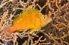 Yellow Hawkfish (Cirrhitichthys aureus) Yellow Hawkfish (Cirrhitichthys aureus)