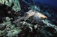 Hawksbill Turtle (Eretmochelys imbricata) Hawksbill Turtle (Eretmochelys imbricata)
