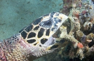 Hawksbill Turtle (Eretmochelys imbricata) Hawksbill Turtle (Eretmochelys imbricata)