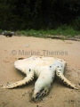 Hawksbill Turtle (Eretmochelys imbricata) Hawksbill Turtle (Eretmochelys imbricata)