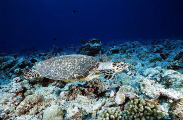 Hawksbill Turtle (Eretmochelys imbricata) Hawksbill Turtle (Eretmochelys imbricata)