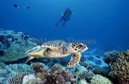 Hawksbill Turtle (Eretmochelys imbricata) Hawksbill Turtle (Eretmochelys imbricata)