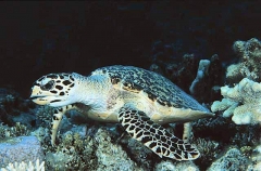 Hawksbill Turtle (Eretmochelys imbricata) Hawksbill Turtle (Eretmochelys imbricata)