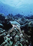 Hawksbill Turtle (Eretmochelys Imbricata) Hawksbill Turtle (Eretmochelys Imbricata)