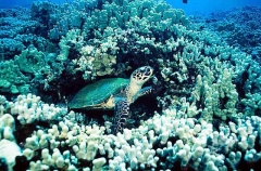 Hawksbill Turtle (Eretmochelys imbricata) Hawksbill Turtle (Eretmochelys imbricata)