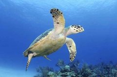 Hawksbill Turtle (Eretmochelys imbricata)