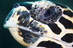 Hawksbill Turtle (Eretmochelys imbricata)