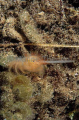 Masked Burrowing Crab (Gomeza bicornis) Masked Burrowing Crab (Gomeza bicornis)