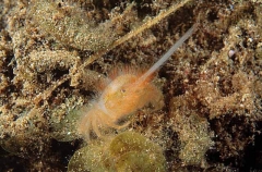 Masked Burrowing Crab (Gomeza bicornis) Masked Burrowing Crab (Gomeza bicornis)