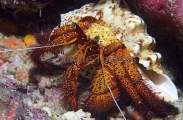 Speckled Hermit Crab (Dardanus megistos) Speckled Hermit Crab (Dardanus megistos)