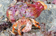 Anemone Hermit Crab (Dardanus pedunculatus) Anemone Hermit Crab (Dardanus pedunculatus)