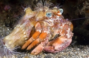 Anemone Hermit Crab (Dardanus pedunculatus) Anemone Hermit Crab (Dardanus pedunculatus)