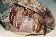 Giant Hermit Crab (Petrochirus diogenes)
