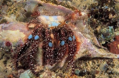 Hermit Crab (Dardanus guttatus) Hermit Crab (Dardanus guttatus)