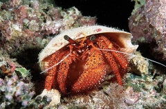 Speckled Hermit Crab (Dardanus megistos) Speckled Hermit Crab (Dardanus megistos)