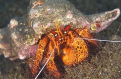 Speckled Hermit Crab (Dardanus megistos) Speckled Hermit Crab (Dardanus megistos)